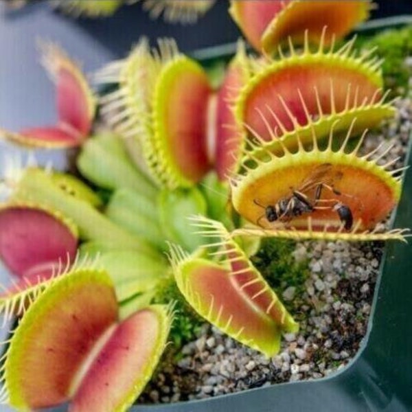 USA Seller Venus Fly Trap Carnivorous Plant 50 Seeds #3113