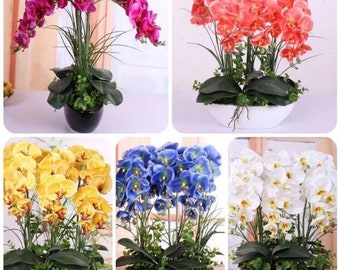 US- 50 Pcs Mixed Colors Phalaenopsis Seeds Bonsai Balcony Flower Orchid Seeds