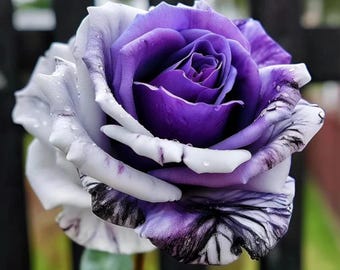 Mon Coeur 我的心モン クゥール Fragrance. Japanese Rose Continue