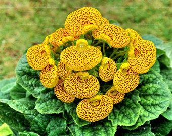50Pcs Speckled Red and Yellow Slipper Flower Seeds - Calceolaria herbeohybrida seeds
