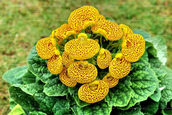 50pcs Speckled Red and Yellow Slipper Flower Seeds - Calceolaria