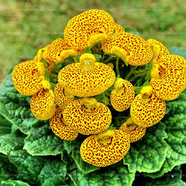 50Pcs Speckled Red and Yellow Slipper Flower Seeds - Calceolaria herbeohybrida seeds