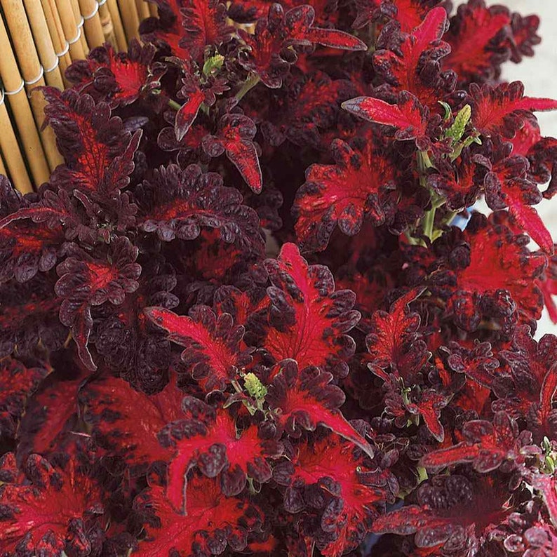 Coleus Seeds Black Dragon 20 seeds / Coleus scutellarioides.3298 image 1