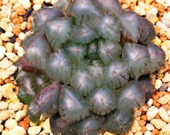 Rare Crystal Clear Succulents Seeds, 50pcs/pack. #7718