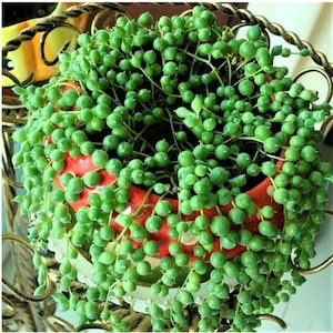 May include: A close-up of a green succulent plant with small round leaves growing in a red pot with white polka dots. The plant is cascading over the edge of the pot.