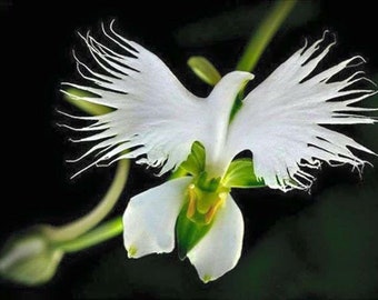 USA SELLER 50 SEEDS White Dove Egret Flower Plant (4982)