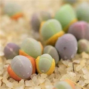 Cute Ball Succulent Plants Seeds, Gibbaeum Heathii Seeds, 50 pcs/pack #6577