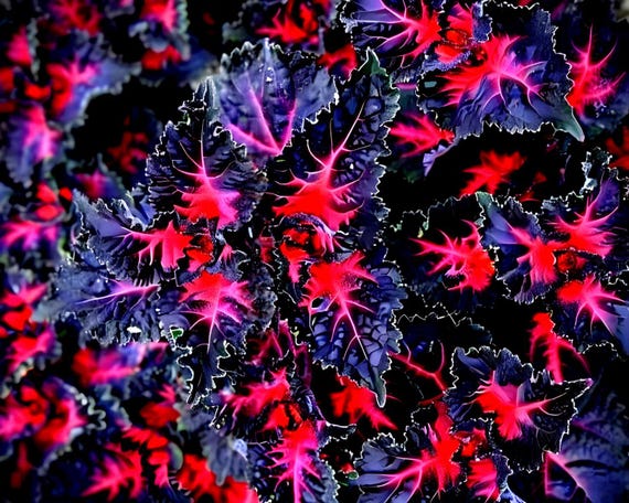 プロスコリウス・ギラファガタ コリウス ブラックブルー 20粒 / Coleus scutellarioides.(#3297