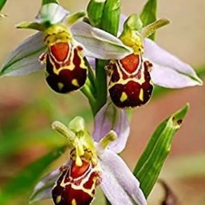 May include: Three bee orchid flowers with red, yellow, and brown markings on white petals. The flowers are growing on a green stem.