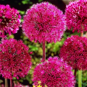 Peut inclure: Gros plan sur un groupe de fleurs sphériques rose vif. Les fleurs ont un aspect texturé et sont disposées dans un jardin.