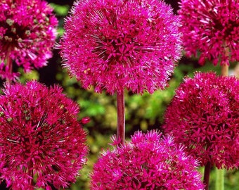 50pcs Red giant Allium giganteum flower seeds garden plant
