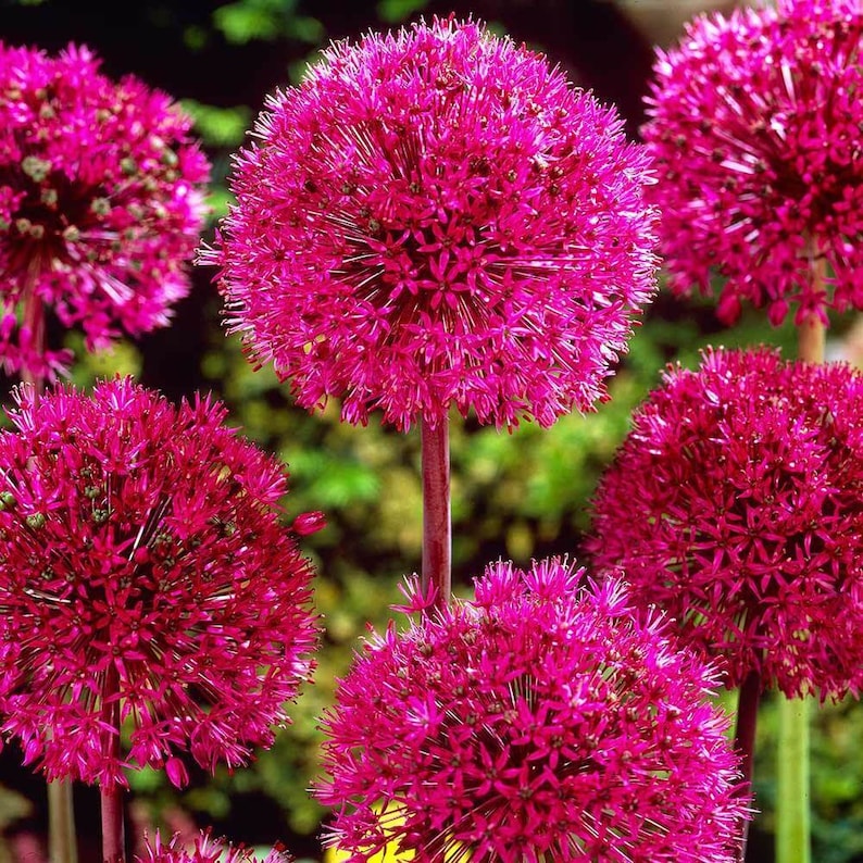 Yiya8garden Allium Giganteum Flower Seeds
