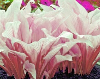 20pcs Hosta Plantaginea Fragrant Plantain Seeds Fire And Ice Shade pink Lace