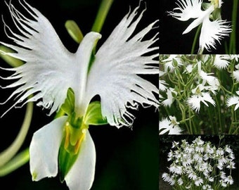 Japonais Radiata Blanc Aigrette Orchidée Fleur 50 Pcs Graines...(#5422)