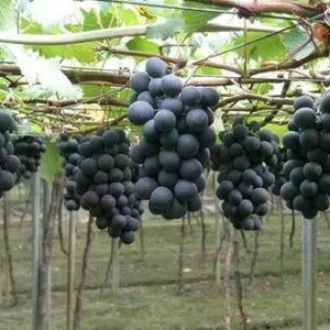 May include: A close-up of a vineyard with large bunches of dark purple grapes hanging from the vines. The grapes are ripe and ready for harvesting.