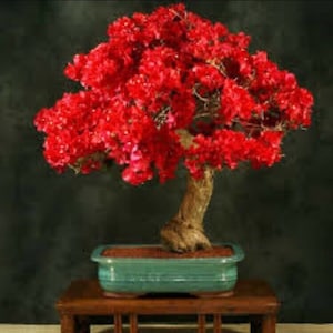 20PCS Red Bougainvillea Spectabilis Seeds Perennial Bonsai Plant Seeds #0698
