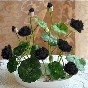 5Pcs Bowl Lotus Flower Seeds Water Lily Home Garden Plants Black-Color NEW  #9516