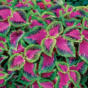 Op de afbeelding: Close-up van een coleusplant met levendige bladeren. De bladeren vertonen een opvallende kleurencombinatie, met diepe magentacentra, donkergroene accenten en heldergroene randen. De plant is weelderig en vol bladeren.