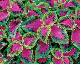 20 semillas de coleus, coleus sandía, favorito en semisombra con color de alto contraste. (#3277)