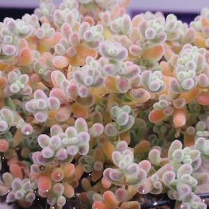 Drosanthemum Lithops Piante rare di pietre viventi Cactus Piante da casa Cactus Pianta da casa 50 semi (#2721)
