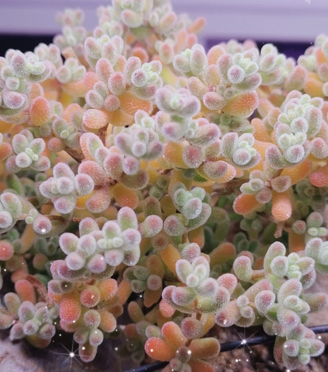Drosanthemum Lithops Rare Living Stones Plants Cactus Home Plants Cactus Home Plant 50 Seeds (#2721)