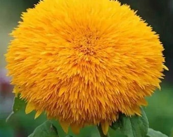 20Pcs Teddy Bear Sun Flowers Seeds (#9814)