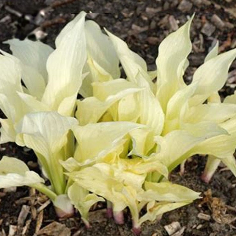May include: A close-up of a group of white hosta plants with large, pointed leaves. The leaves are a creamy white color and have a slightly textured surface.