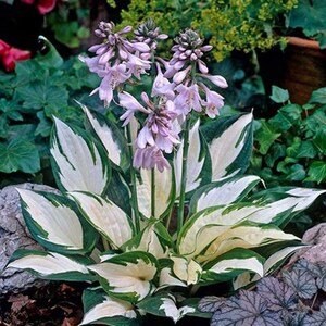 May include: A close-up of a hosta plant with white and green variegated leaves and light purple flowers.