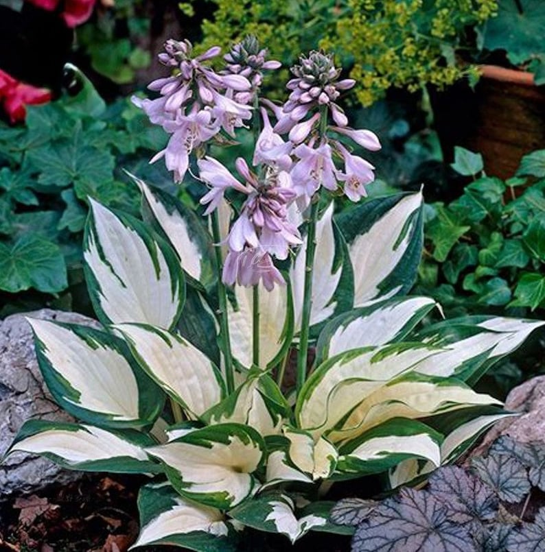 May include: A close-up of a hosta plant with white and green variegated leaves and light purple flowers.