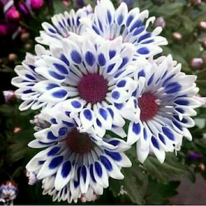 20PCS Blue Daisy, Felicia Heterophylla/African Group Cover Flower Hybird Seeds (6115)