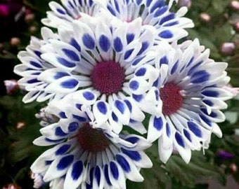 20PCS Blue Daisy, Felicia Heterophylla/African Group Cover Flower Hybird Seeds (6115)