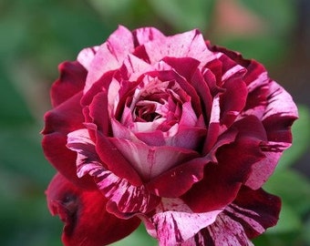 Colorful Rose Seeds, 50pcs/pack