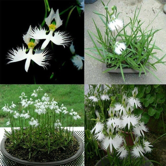 Japanische Radiata weie Reiher Orchidee Blume 50 Stck Samen ... (# 5422)  - Etsy Schweiz