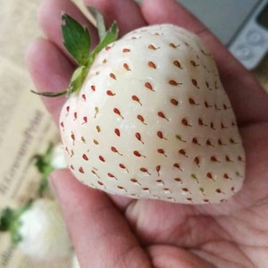 100 frön med bär ananas jordgubbsfrön fruktfrön jordgubb #4185