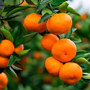 Dwergoranje bonsaiboomzaden - 20 zaden. #6329