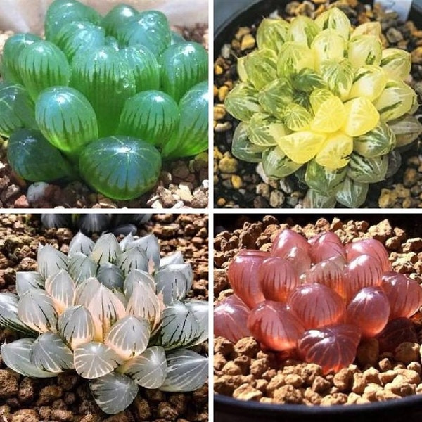 Graines rares de succulentes limpides, 50 pcs/paquet (mélanger les couleurs) # 4486