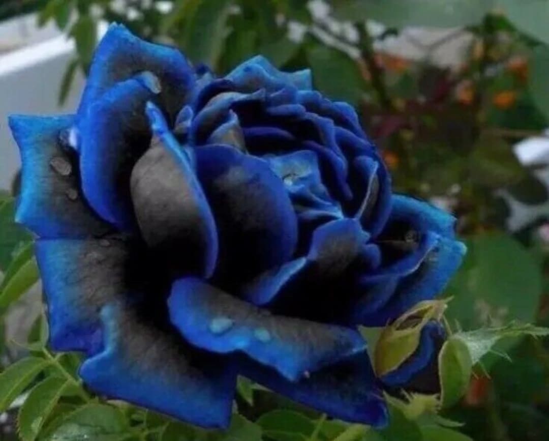 Usa-seller Midnight Blue Rose Black and Blue Petals 50pcs Seeds