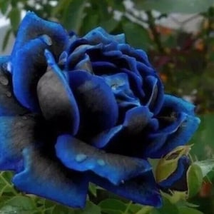 Könnte beinhalten: Eine einzelne blaue Rose mit dunkelblauen und schwarzen Blütenblättern. Die Rose ist in voller Blüte und hat eine samtige Textur.
