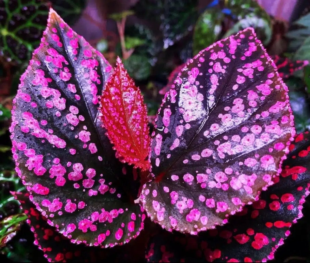 50 Semi Di Begonia Coleus Blu Zaffiro - Piante Bonsai Per Balcone E Giardino, Fiori Doppi Viola E Blu