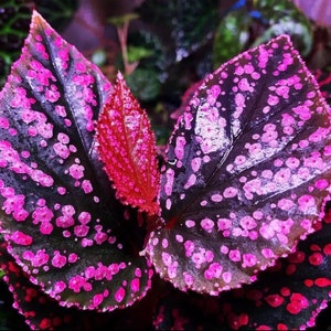 Puede incluir: Primer plano de una planta de begonia con hojas verde oscuro con manchas rosadas. Las hojas son brillantes y tienen un aspecto húmedo.