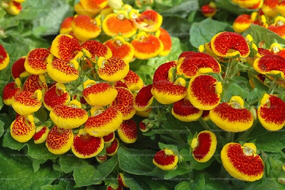 50pcs Speckled Red and Yellow Slipper Flower Seeds - Calceolaria