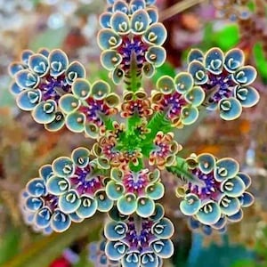25 Mother of Millions Seeds – Kalanchoe tubiflora Drought-Tolerant Succulent for USA Gardens #6981