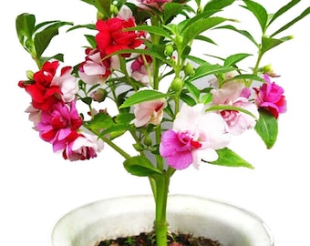 Garden Balsam | 50+ Seeds | Impatiens Balsamina | Organic | Fast Growing