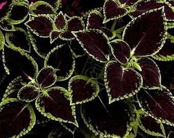 20 Stück/Los Coleus samen DIY garten #7511