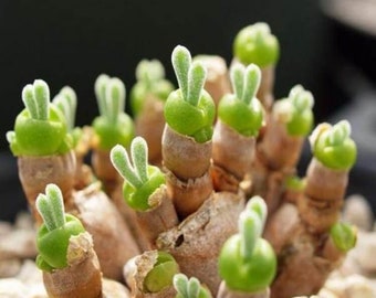 Monilaria Obconica Bunny Seeds, Succulents Seeds, 50pcs/pack #6841