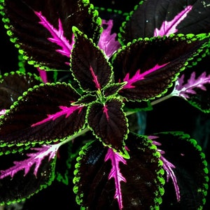 20pcs/pack Coleus King Kong Seeds garden plants #0155