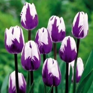 Peut inclure: Un bouquet de tulipes violettes et blanches avec des pointes blanches. Les tulipes sont à différents stades de floraison, certaines étant complètement ouvertes et d'autres encore fermées.