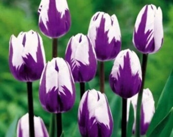 Rare Beautiful 50Pcs Tulip Flower Seeds Perennial Potted Plants Flowers seeds (It seed not the bulb) (9941)