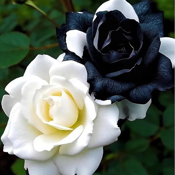 20 Semi Di Rosa Chiara (Rosa) - Variet&agrave; Cimelio Non OGM - Perenni Da Giardino