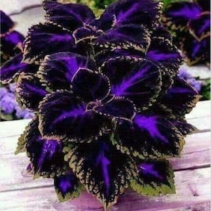 Coleus Black Blue 20 seeds / Coleus scutellarioides.(#3299)